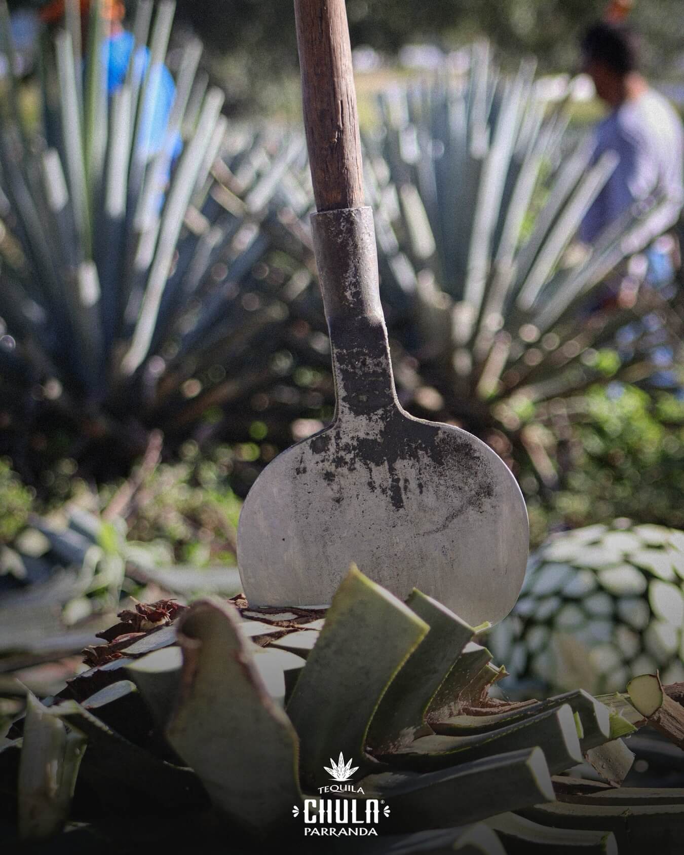 Agave harvesting tool cutting fresh agave piña